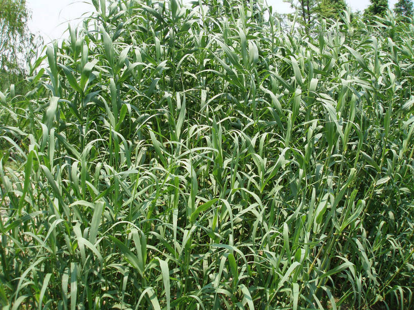 无人,公园,农田,横图,室外,特写,白天,正面,庄稼,农作物,美景,植物,水果,叶子,上海,中国,亚洲,阴影,新鲜,光线,纹理,影子,景观,生食,食品,果实,绿叶,甘蔗,食物,绿色,阳光,自然,嫩叶,景色,大宁灵石公园,有机食品,绿色食品,申,自然风光,东亚,上海市,肌理,中华人民共和国,沪,华东地区,闸北区,糖蔗,竹蔗,叶,叶片,叶脉,彩图,耕地,庄稼田,广中西路,shslj1