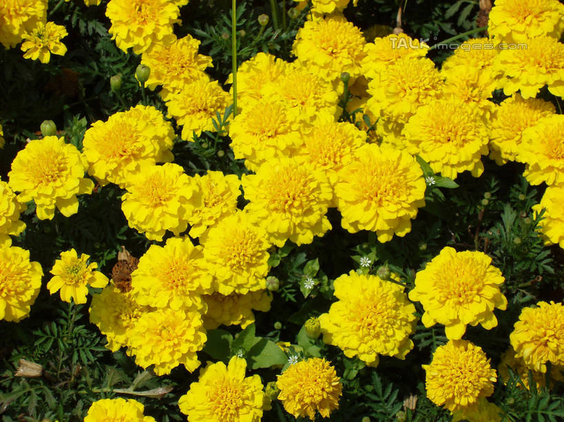 无人,公园,横图,俯视,室外,特写,白天,爱情,花海,花圃,美景,植物,叶子,上海,中国,亚洲,阴影,盛开,光线,影子,景观,花蕾,花,花瓣,花朵,花卉,鲜花,黄色,绿色,阳光,自然,花丛,花束,花田,花苞,花蕊,菊花,景色,大宁灵石公园,吉祥,申,自然风光,东亚,上海市,中华人民共和国,沪,华东地区,高洁,长寿,怀恋,清净,真情,寿客,秋菊,闸北区,彩图,高角度拍摄,广中西路,shslj1