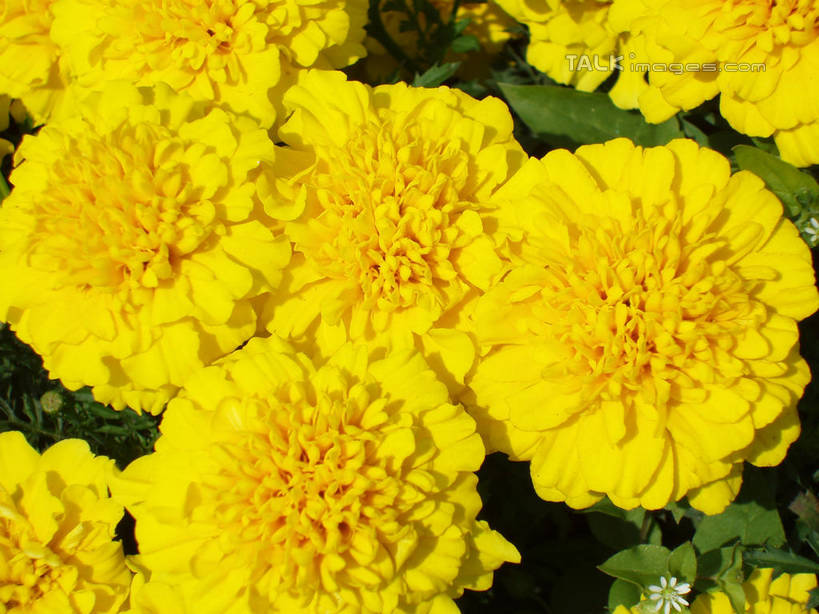 无人,公园,横图,俯视,室外,特写,白天,爱情,花海,花圃,美景,植物,叶子,上海,中国,亚洲,阴影,盛开,光线,影子,景观,花蕾,花,花瓣,花朵,花卉,鲜花,黄色,绿色,阳光,自然,花丛,花束,花田,花苞,花蕊,菊花,景色,大宁灵石公园,吉祥,申,自然风光,东亚,上海市,中华人民共和国,沪,华东地区,高洁,长寿,怀恋,清净,真情,寿客,秋菊,闸北区,彩图,高角度拍摄,广中西路,shslj1