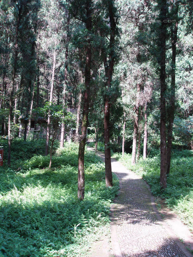 无人,竖图,室外,白天,正面,旅游,度假,草地,草坪,美景,树林,植物,道路,路,仙居,中国,亚洲,阴影,光线,影子,景观,小路,交通,娱乐,浙江,草,树,树木,浙江省,绿色,阳光,自然,享受,休闲,景色,放松,生长,成长,自然风光,东亚,中华人民共和国,华东地区,浙,台州,台州市,彩图,仙居县,shslj1