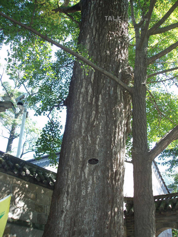 无人,竖图,室外,白天,仰视,旅游,度假,美景,树林,植物,建筑,青岛,中国,亚洲,阴影,光线,瓦片,影子,墙,屋顶,景观,树桩,顶棚,瓦,娱乐,山东,墙壁,墙面,树,树干,树木,蓝色,绿色,蓝天,天空,阳光,自然,天,享受,休闲,木桩,景色,放松,建造,生长,晴朗,成长,自然风光,东亚,屋瓦,山东省,万里无云,中华人民共和国,华东地区,鲁,青岛市,晴空,晴空万里,彩图,低角度拍摄,shslj1