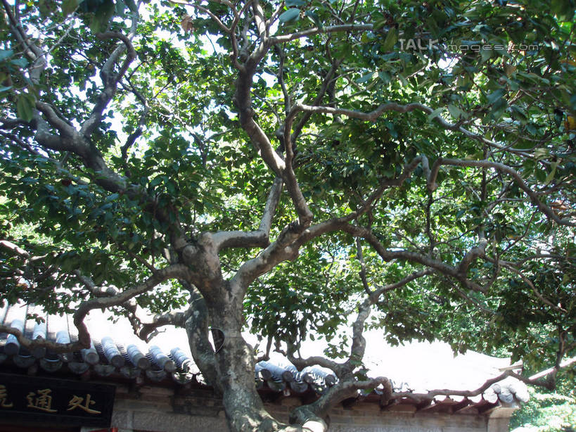 无人,横图,室外,白天,仰视,旅游,度假,美景,树林,植物,建筑,青岛,中国,亚洲,阴影,光线,瓦片,影子,墙,屋顶,景观,树桩,顶棚,瓦,娱乐,山东,墙壁,墙面,树,树干,树木,蓝色,绿色,蓝天,天空,阳光,自然,天,享受,休闲,木桩,景色,放松,建造,生长,晴朗,成长,自然风光,东亚,屋瓦,山东省,万里无云,中华人民共和国,华东地区,鲁,青岛市,晴空,晴空万里,彩图,低角度拍摄,shslj1