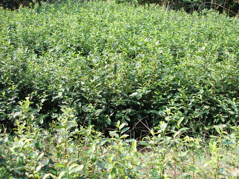 无人,横图,室外,白天,正面,旅游,度假,幸福,美景,茶,太湖,中国,亚洲,阴影,光线,影子,景观,茶叶,娱乐,茶园,江苏,苏州,阳光,自然,享受,休闲,温馨,景色,放松,乐趣,缥缈峰,西山,提神,舒适,自然风光,醒脑,茶场,东亚,江苏省,苏州市,中华人民共和国,华东地区,苏,吴中区,彩图,洞庭西山,包山,shslj1