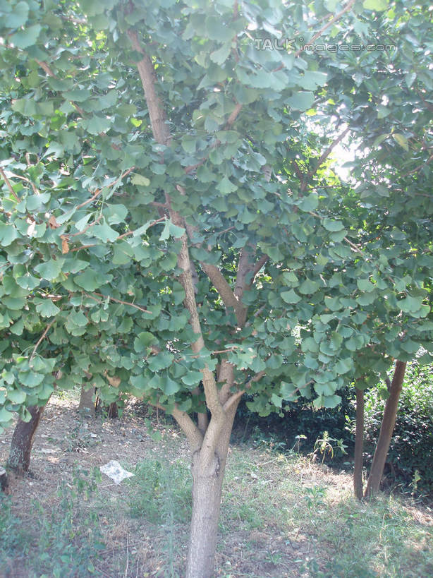 无人,竖图,室外,白天,正面,旅游,度假,美景,树林,植物,银杏树,中国,亚洲,阴影,光线,影子,景观,娱乐,浙江,树,树木,浙江省,绿色,阳光,自然,享受,休闲,景色,放松,缥缈峰,生长,成长,自然风光,东亚,中华人民共和国,华东地区,浙,鸭脚树,银杏,公孙树,白果,彩图,shslj1