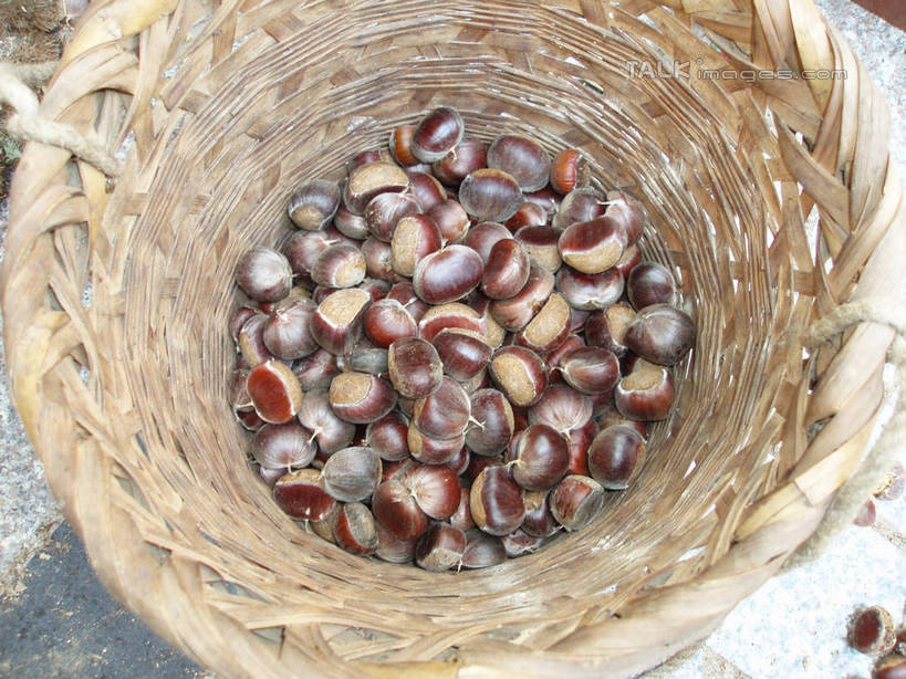 无人,交叉,横图,俯视,室外,特写,白天,竹子,一堆,许多,阴影,堆叠,堆积,竹制,编织,光线,篮子,影子,板栗,栗子,坚果,毛栗子,很多,一个,阳光,竹篮,单个,竹条,堆,交织,竹制品,毛栗,栗果,栗楔,穿插,彩图,高角度拍摄,shslj1