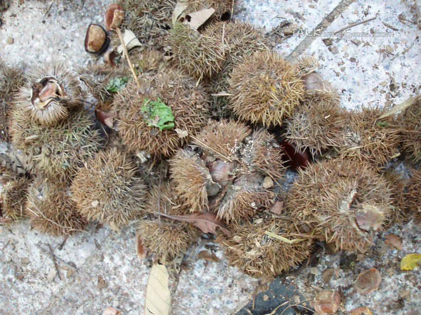 无人,横图,俯视,室外,特写,白天,一堆,许多,阴影,堆叠,堆积,光线,影子,板栗,栗子,坚果,毛栗子,很多,阳光,堆,毛栗,栗果,栗楔,彩图,高角度拍摄,shslj1