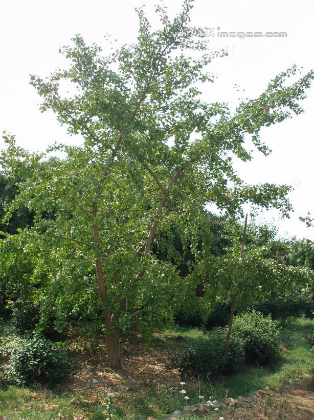 无人,竖图,室外,白天,正面,旅游,度假,草地,草坪,美景,树林,植物,中国,亚洲,阴影,光线,影子,景观,娱乐,浙江,草,树,树木,浙江省,蓝色,绿色,蓝天,天空,阳光,自然,天,享受,休闲,景色,放松,缥缈峰,生长,晴朗,成长,自然风光,东亚,万里无云,中华人民共和国,华东地区,浙,晴空,晴空万里,彩图,shslj1