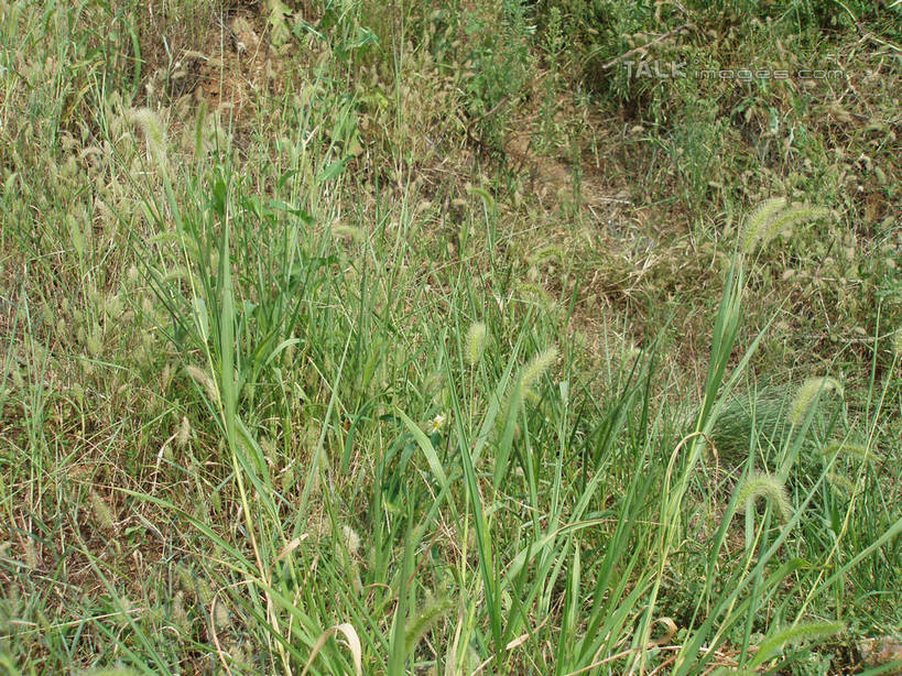无人,横图,室外,特写,白天,正面,草地,草坪,美景,植物,中国,亚洲,阴影,光线,影子,景观,狗尾巴草,草,绿色,阳光,自然,狗尾草,景色,自然风光,东亚,中华人民共和国,绿狗尾草,谷莠子,彩图,毛毛草,宿田翁,shslj1