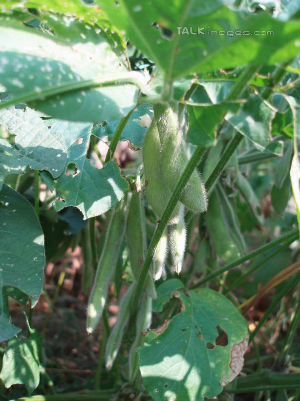 无人,农田,竖图,室外,特写,白天,正面,庄稼,农作物,美景,植物,豆,大豆,蔬菜,叶子,中国,亚洲,阴影,新鲜,光线,纹理,影子,景观,豆类,豆子,毛豆,食品,绿叶,食物,绿色,阳光,自然,嫩叶,景色,有机食品,绿色食品,自然风光,东亚,豆科,肌理,中华人民共和国,枝豆,叶,叶片,叶脉,黄豆,彩图,耕地,庄稼田,shslj1