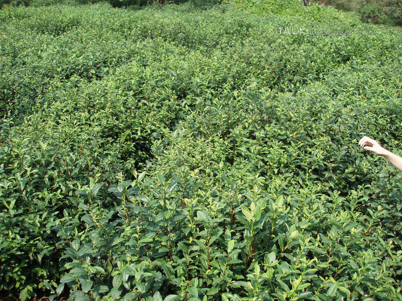 东方人,手,一个人,横图,俯视,室外,白天,幸福,美景,茶,中国,亚洲,仅一个年轻女性,仅一个女性,仅一个人,握,阴影,光线,影子,景观,茶叶,黄种人,娱乐,茶园,阳光,自然,享受,休闲,温馨,手部,景色,放松,乐趣,握着,单手,提神,舒适,自然风光,醒脑,茶场,东亚,中华人民共和国,年轻女性,女人,女性,亚洲人,半身,彩图,高角度拍摄,shslj1