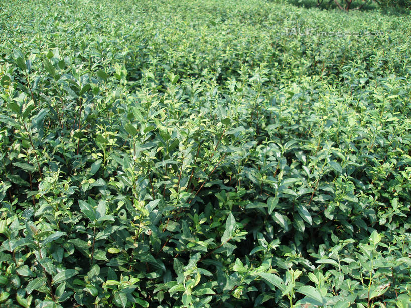 无人,横图,室外,白天,正面,幸福,美景,植物,茶,叶子,中国,亚洲,阴影,光线,纹理,影子,景观,茶叶,绿叶,娱乐,茶园,绿色,阳光,自然,享受,休闲,温馨,嫩叶,景色,放松,乐趣,提神,舒适,自然风光,醒脑,茶场,东亚,肌理,中华人民共和国,叶,叶片,叶脉,彩图,shslj1