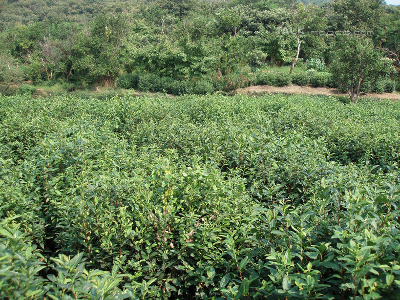 无人,横图,室外,白天,正面,旅游,度假,幸福,草地,草坪,美景,树林,植物,茶,道路,路,中国,亚洲,阴影,光线,影子,景观,小路,茶叶,交通,娱乐,茶园,草,树,树木,绿色,阳光,自然,享受,休闲,温馨,景色,放松,乐趣,生长,成长,提神,舒适,自然风光,醒脑,茶场,东亚,中华人民共和国,彩图,shslj1