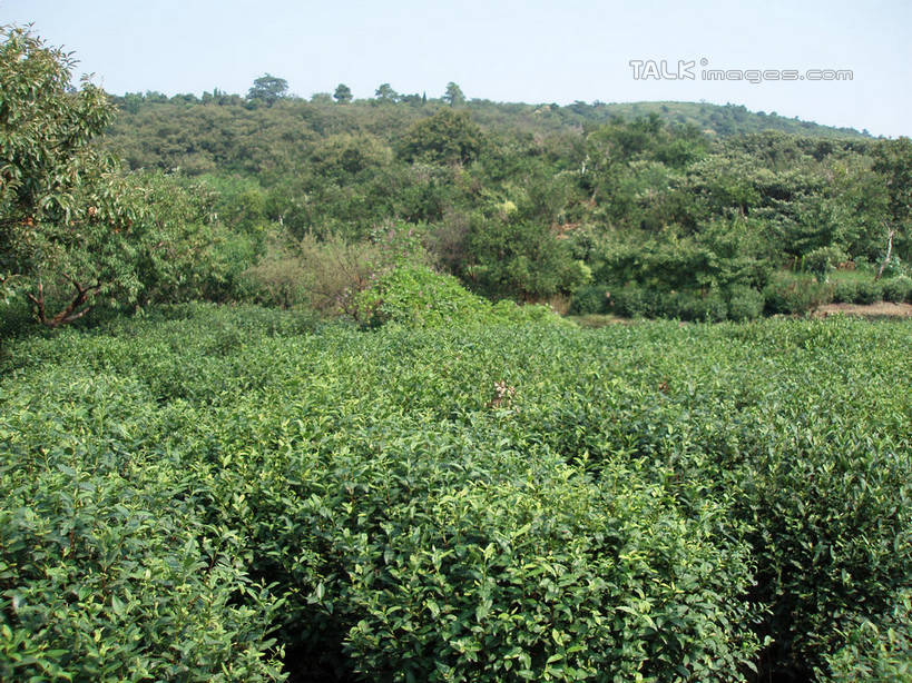 无人,横图,室外,白天,正面,旅游,度假,幸福,草地,草坪,美景,树林,植物,茶,道路,路,中国,亚洲,阴影,光线,影子,景观,小路,茶叶,交通,娱乐,茶园,草,树,树木,蓝色,绿色,蓝天,天空,阳光,自然,天,享受,休闲,温馨,景色,放松,乐趣,生长,晴朗,成长,提神,舒适,自然风光,醒脑,茶场,东亚,万里无云,中华人民共和国,晴空,晴空万里,彩图,shslj1