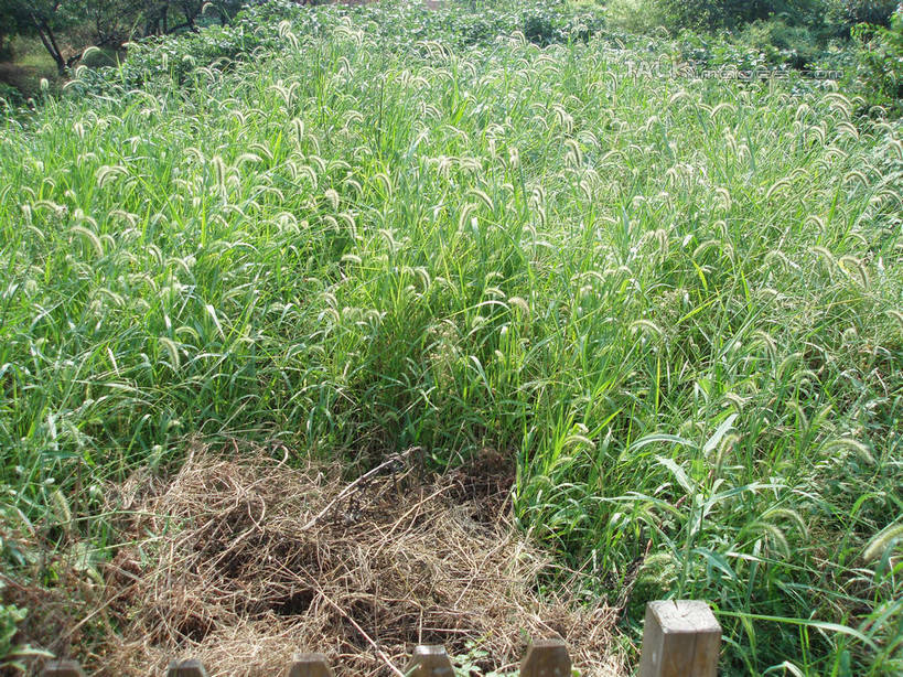 无人,横图,俯视,室外,白天,草地,草坪,美景,植物,中国,亚洲,阴影,光线,影子,景观,狗尾巴草,草,绿色,阳光,自然,狗尾草,景色,自然风光,东亚,中华人民共和国,绿狗尾草,谷莠子,彩图,高角度拍摄,毛毛草,宿田翁,shslj1