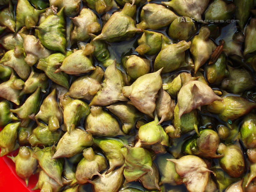 无人,横图,俯视,室外,特写,白天,一堆,许多,阴影,堆叠,堆积,光线,影子,很多,阳光,菱角,堆,芰实,菱实,乌菱,彩图,高角度拍摄,水栗子,shslj1