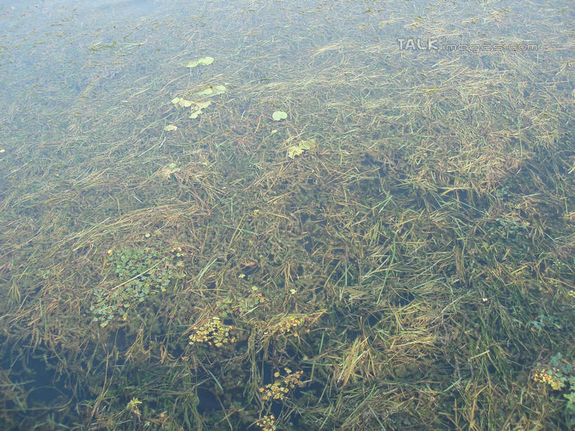 无人,横图,俯视,室外,白天,湖,湖泊,美景,水,植物,太湖,中国,亚洲,阴影,光线,影子,湖面,景观,水流,水面,水草,江苏,苏州,阳光,自然,湖水,景色,缥缈峰,西山,生长,成长,自然风光,东亚,江苏省,苏州市,中华人民共和国,华东地区,苏,吴中区,彩图,高角度拍摄,洞庭西山,包山,shslj1