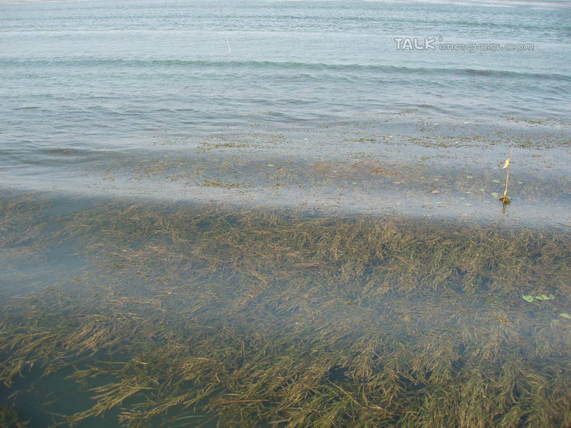 无人,横图,俯视,室外,白天,湖,湖泊,美景,水,植物,太湖,中国,亚洲,阴影,光线,影子,湖面,景观,水流,水面,水草,江苏,苏州,阳光,自然,湖水,景色,缥缈峰,西山,生长,成长,自然风光,东亚,江苏省,苏州市,中华人民共和国,华东地区,苏,吴中区,彩图,高角度拍摄,洞庭西山,包山,shslj1