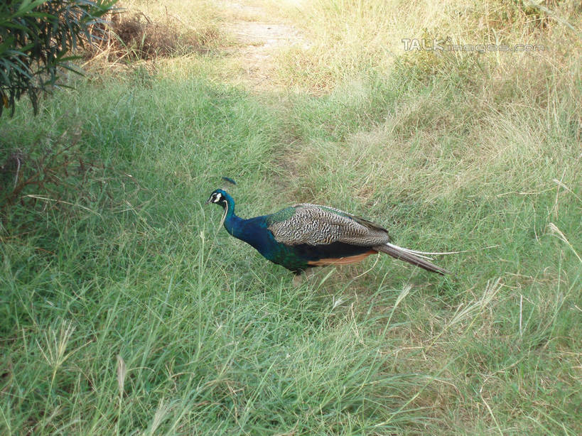 无人,站,横图,室外,白天,侧面,旅游,度假,草地,草坪,美景,植物,孔雀,鸟,野生动物,太湖,中国,亚洲,阴影,光线,鸟类,影子,景观,美丽,注视,娱乐,江苏,苏州,草,一只,绿色,阳光,自然,动物,观察,看,站着,享受,休闲,景色,放松,可爱,缥缈峰,西山,活泼,观看,吉祥,察看,关注,自然风光,华贵,善良,东亚,江苏省,苏州市,中华人民共和国,华东地区,苏,越鸟,百鸟之王,吴中区,站立,彩图,全身,洞庭西山,包山,shslj1