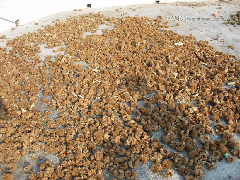 无人,横图,俯视,室外,白天,一堆,许多,阴影,堆叠,堆积,光线,影子,板栗,栗子,坚果,毛栗子,很多,阳光,堆,毛栗,栗果,栗楔,彩图,高角度拍摄,shslj1