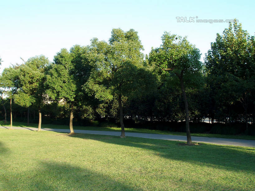 无人,公园,横图,室外,白天,正面,旅游,度假,草地,草坪,美景,树林,植物,道路,路,上海,中国,亚洲,阴影,光线,影子,景观,小路,交通,娱乐,草,树,树木,蓝色,绿色,蓝天,天空,阳光,自然,天,享受,休闲,景色,放松,华泾公园,生长,晴朗,成长,申,自然风光,东亚,徐汇区,上海市,万里无云,中华人民共和国,沪,华东地区,晴空,晴空万里,彩图,华泾路,shslj1