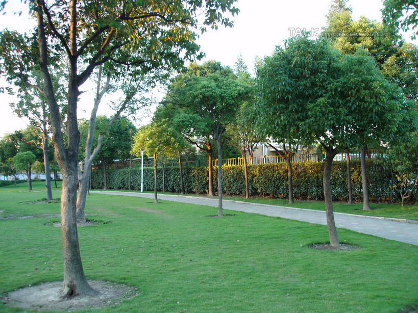 无人,公园,横图,室外,白天,正面,旅游,度假,草地,草坪,美景,树林,植物,道路,路,上海,中国,亚洲,阴影,光线,影子,景观,小路,交通,娱乐,草,树,树木,蓝色,绿色,蓝天,天空,阳光,自然,天,享受,休闲,景色,放松,华泾公园,生长,晴朗,成长,申,自然风光,东亚,徐汇区,上海市,万里无云,中华人民共和国,沪,华东地区,晴空,晴空万里,彩图,华泾路,shslj1