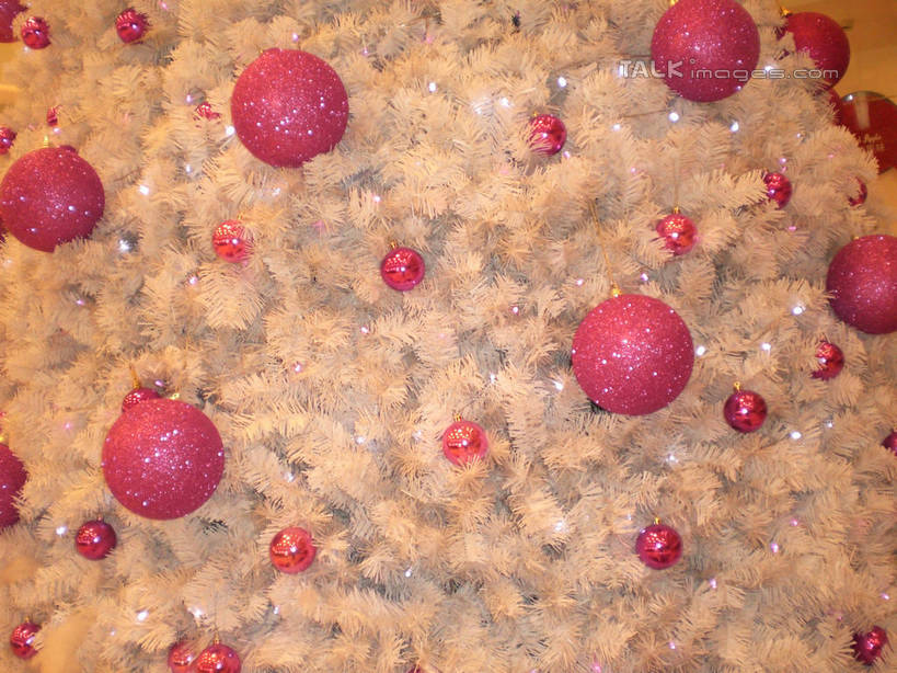 无人,横图,室内,特写,白天,正面,植物,圣诞节,阴影,节日,庆祝,装饰,反射,挂饰,影子,圣诞树,圣诞球,文化,球,树,树木,粉色,白色,自然,庆典,球体,生长,成长,纪念,华丽,修饰,点缀,衬托,美观,雅致,雅观,彩图,shslj1