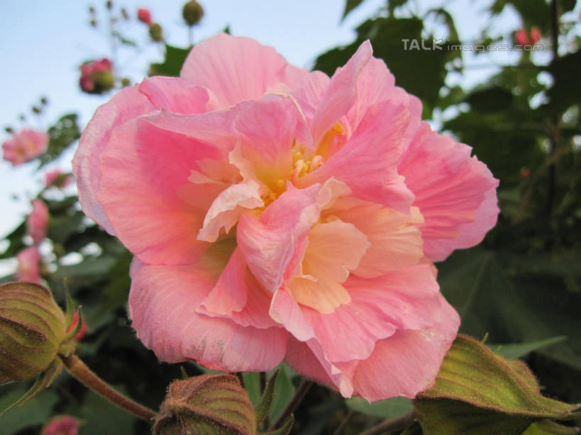 无人,横图,室外,特写,白天,正面,美景,牡丹花,阴影,朦胧,模糊,盛开,光线,影子,景观,花蕾,花,花瓣,花朵,鲜花,粉色,蓝色,蓝天,天空,阳光,自然,天,花苞,花蕊,景色,晴朗,富贵,自然风光,万里无云,鼠姑,鹿韭,白茸,百雨金,浓情,圆满,富贵花,洛阳花,牡丹,木芍药,芍药,晴空,晴空万里,彩图,shslj1