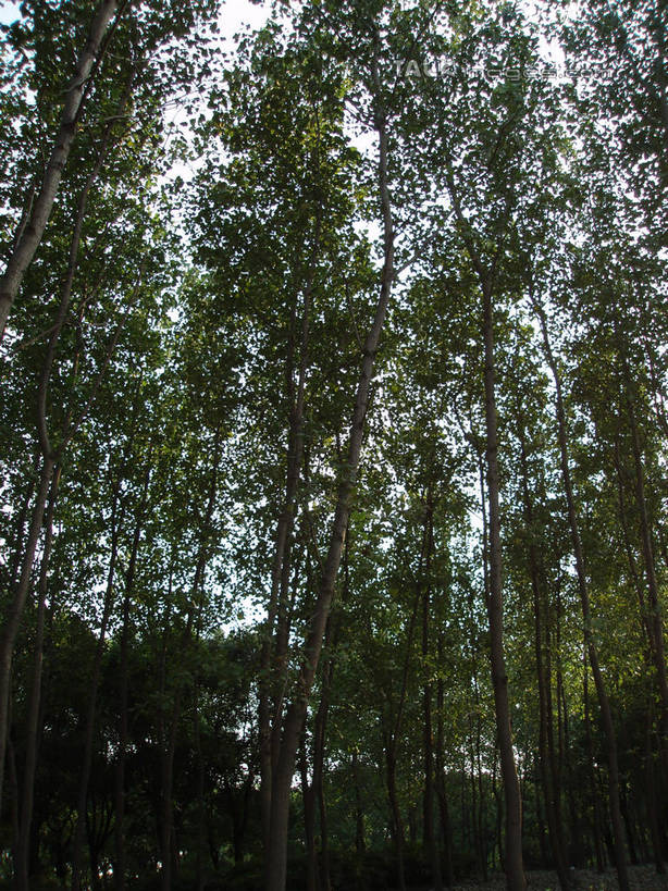 无人,公园,竖图,室外,白天,仰视,旅游,度假,美景,森林,树林,植物,上海,中国,亚洲,阴影,光线,影子,景观,娱乐,浦东,树,树木,绿色,天空,阳光,自然,天,享受,休闲,景色,放松,世纪公园,生长,成长,申,自然风光,浦东新区,东亚,上海市,中华人民共和国,沪,华东地区,彩图,低角度拍摄,浦东中央公园,shslj1