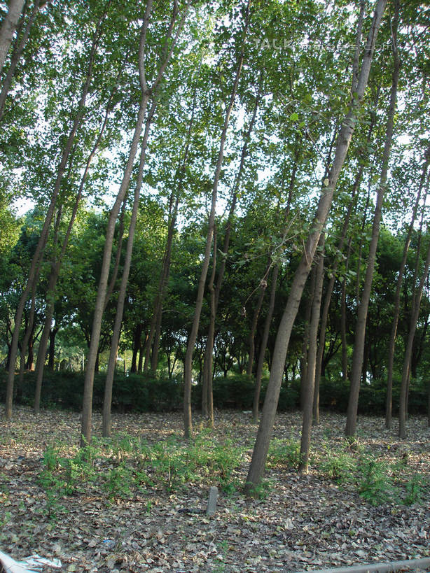 无人,公园,竖图,室外,白天,正面,旅游,度假,草地,草坪,美景,树林,植物,道路,路,上海,中国,亚洲,阴影,光线,影子,景观,小路,交通,娱乐,浦东,草,树,树木,蓝色,绿色,蓝天,天空,阳光,自然,天,享受,休闲,景色,放松,世纪公园,生长,晴朗,成长,申,自然风光,浦东新区,东亚,上海市,万里无云,中华人民共和国,沪,华东地区,晴空,晴空万里,彩图,浦东中央公园,shslj1