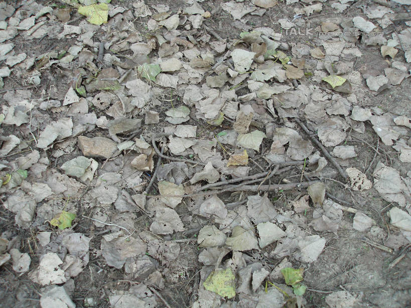 无人,公园,横图,俯视,室外,特写,白天,美景,秋季,叶子,上海,中国,亚洲,一堆,许多,阴影,堆叠,堆积,光线,影子,景观,枯叶,落叶,很多,浦东,阳光,自然,景色,世纪公园,堆,申,自然风光,浦东新区,东亚,上海市,中华人民共和国,沪,华东地区,叶,叶片,秋,秋天,彩图,高角度拍摄,浦东中央公园,shslj1