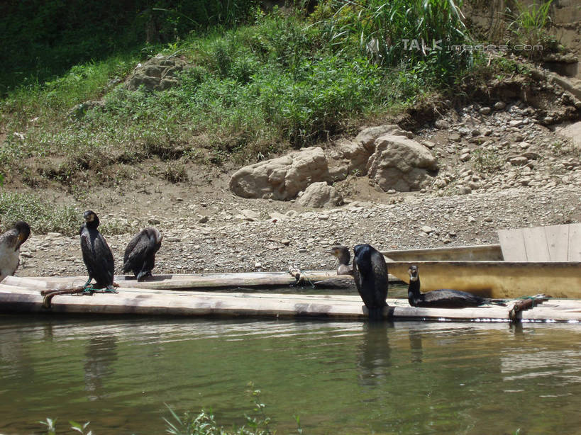 无人,站,横图,室外,白天,正面,旅游,度假,草地,草坪,湖,湖泊,石头,美景,沙滩,水,植物,船,鸟,中国,亚洲,阴影,波纹,光线,鸟类,沙子,石子,影子,河岸,河滩,湖面,景观,水流,水面,木船,涟漪,沙地,注视,娱乐,浙江,草,浙江省,绿色,水纹,阳光,自然,交通工具,波浪,湖水,观察,看,站着,享受,休闲,景色,放松,千岛湖,观看,察看,舟,关注,自然风光,载具,东亚,中华人民共和国,华东地区,水晕,浙,石块,岩石,站立,半身,彩图,淳安,淳安县,新安江水库,shslj1