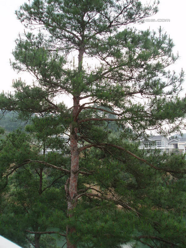 无人,竖图,室外,白天,仰视,旅游,度假,美景,森林,山,山脉,树林,植物,中国,亚洲,阴影,光线,影子,景观,山峰,山峦,娱乐,浙江,树,树木,浙江省,蓝色,绿色,蓝天,天空,阳光,自然,群山,天,享受,休闲,景色,放松,千岛湖,生长,晴朗,成长,自然风光,东亚,万里无云,中华人民共和国,华东地区,浙,晴空,晴空万里,彩图,低角度拍摄,淳安,淳安县,新安江水库,shslj1