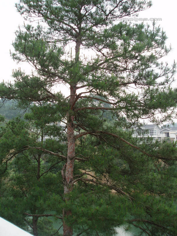 无人,竖图,室外,白天,仰视,旅游,度假,美景,森林,山,山脉,树林,植物,中国,亚洲,阴影,光线,影子,景观,山峰,山峦,娱乐,浙江,树,树木,浙江省,蓝色,绿色,蓝天,天空,阳光,自然,群山,天,享受,休闲,景色,放松,千岛湖,生长,晴朗,成长,自然风光,东亚,万里无云,中华人民共和国,华东地区,浙,晴空,晴空万里,彩图,低角度拍摄,淳安,淳安县,新安江水库,shslj1