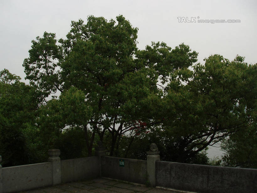 无人,栏杆,横图,室外,白天,正面,旅游,度假,美景,树林,植物,中国,亚洲,墙,景观,围栏,娱乐,浙江,护栏,墙壁,墙面,树,树木,浙江省,绿色,天空,自然,天,享受,休闲,景色,放松,千岛湖,海瑞祠,生长,成长,自然风光,东亚,中华人民共和国,华东地区,浙,彩图,淳安,淳安县,新安江水库,龙山岛,shslj1