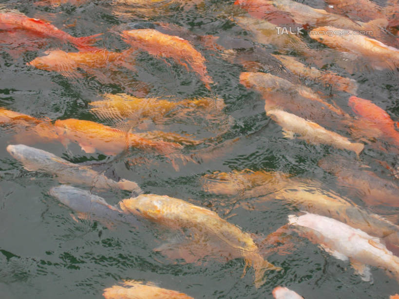 游泳,无人,横图,俯视,室外,特写,白天,湖,湖泊,美景,水,鲤鱼,中国,亚洲,许多,阴影,波纹,光线,鱼,影子,湖面,景观,水流,水面,涟漪,很多,注视,水产,鱼类,浙江,浙江省,水纹,阳光,自然,波浪,湖水,观察,看,景色,千岛湖,观看,察看,关注,自然风光,水生动物,水生物,东亚,中华人民共和国,华东地区,水晕,浙,泅水,拍浮,鲤子,鲤拐子,半身,彩图,高角度拍摄,淳安,淳安县,新安江水库,淡水生物,河鲜,shslj1