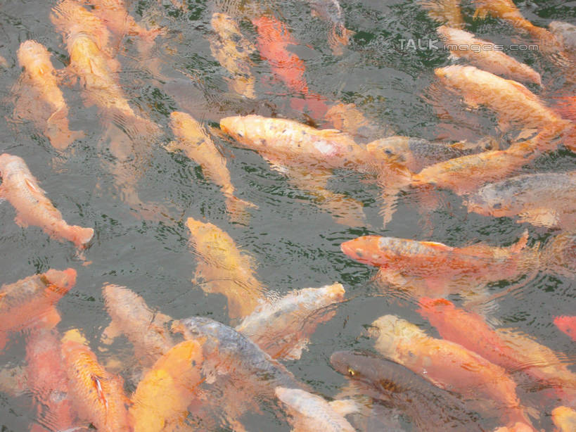 游泳,无人,横图,俯视,室外,特写,白天,湖,湖泊,美景,水,鲤鱼,中国,亚洲,许多,阴影,波纹,光线,鱼,影子,湖面,景观,水流,水面,涟漪,很多,注视,水产,鱼类,浙江,浙江省,水纹,阳光,自然,波浪,湖水,观察,看,景色,千岛湖,观看,察看,关注,自然风光,水生动物,水生物,东亚,中华人民共和国,华东地区,水晕,浙,泅水,拍浮,鲤子,鲤拐子,半身,彩图,高角度拍摄,淳安,淳安县,新安江水库,淡水生物,河鲜,shslj1