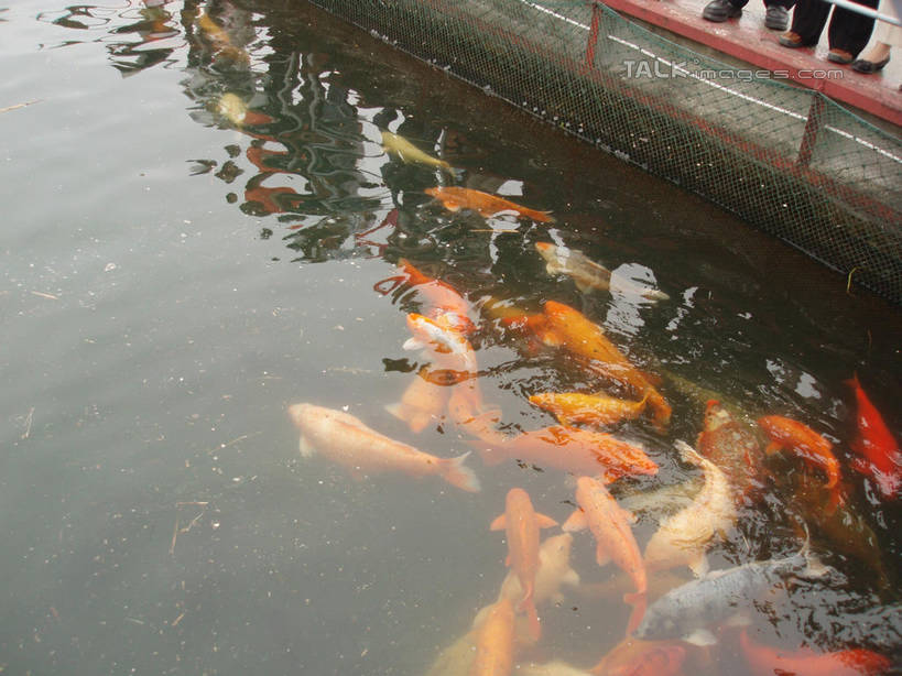 游泳,东方人,无人,两个人,站,横图,俯视,室外,白天,湖,湖泊,美景,水,鲤鱼,中国,亚洲,许多,行人,游客,游人,阴影,波纹,服装,光线,鱼,影子,湖面,景观,水流,水面,涟漪,很多,注视,休闲装,黄种人,水产,鱼类,浙江,路人,旅客,浙江省,衣服,水纹,阳光,自然,波浪,湖水,观察,看,站着,休闲,休闲服,景色,服饰,千岛湖,观看,察看,关注,自然风光,水生动物,水生物,东亚,中华人民共和国,华东地区,水晕,浙,泅水,拍浮,过客,男人,男性,年轻男性,亚洲人,鲤子,鲤拐子,站立,半身,彩图,高角度拍摄,淳安,淳安县,新安江水库,淡水生物,河鲜,shslj1