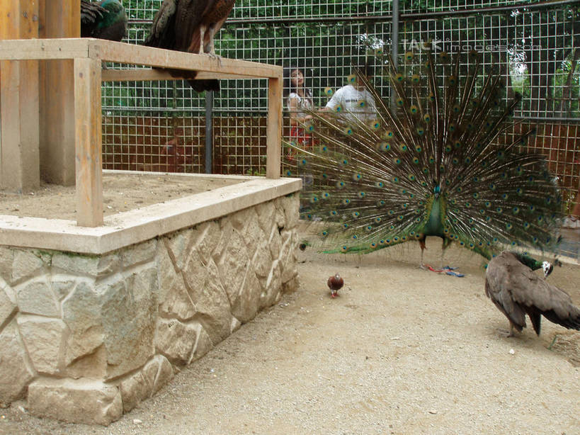 东方人,两个人,动物园,站,横图,室外,白天,正面,爱情,美景,树林,植物,孔雀,鸟,野生动物,中国,亚洲,阴影,服装,光线,鸟类,影子,景观,铁丝网,浪漫,美丽,注视,休闲装,黄种人,浙江,树,树木,浙江省,衣服,绿色,阳光,自然,动物,观察,看,站着,两只,休闲,温暖,温馨,休闲服,景色,恩爱,可爱,恋人,服饰,千岛湖,活泼,生长,成长,观看,吉祥,和睦,察看,关注,自然风光,华贵,善良,东亚,中华人民共和国,华东地区,浙,越鸟,百鸟之王,铁蒺藜,男人,男性,年轻男性,年轻女性,女人,女性,亚洲人,情侣,站立,半身,彩图,淳安,淳安县,新安江水库,伴侣,融洽,shslj1