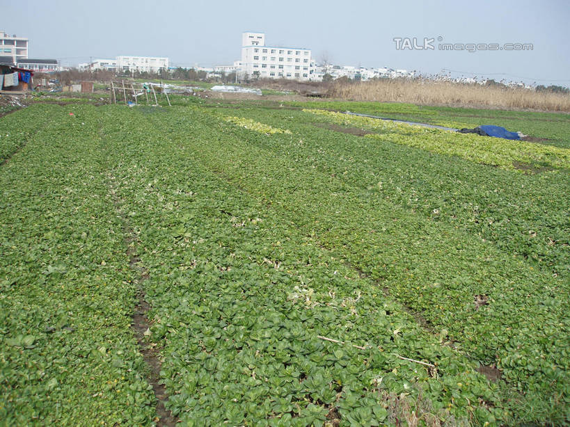 无人,家,农田,横图,室外,白天,正面,旅游,度假,庄稼,农作物,美景,蔬菜,阴影,新鲜,光线,影子,房屋,屋子,景观,食品,娱乐,楼房,住宅,食物,蓝色,蓝天,天空,阳光,自然,天,享受,休闲,景色,放松,有机食品,绿色食品,晴朗,自然风光,万里无云,晴空,晴空万里,彩图,耕地,庄稼田,房子,shslj1