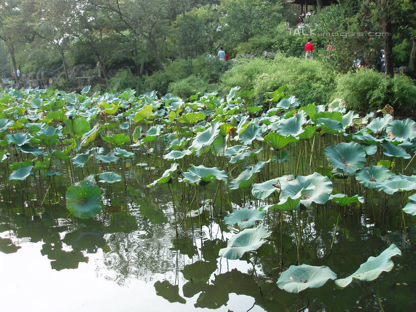 东方人,三个人,横图,室外,白天,正面,旅游,度假,草地,草坪,美景,树林,植物,叶子,中国,亚洲,阴影,光线,影子,池塘,景观,水池,荷叶,黄种人,娱乐,草,树,树木,拾荒者,绿色,阳光,自然,享受,休闲,景色,放松,乞丐,生长,成长,自然风光,乞讨,东亚,安徽,安徽省,中华人民共和国,华东地区,莲叶,皖,宿州,宿州市,叫花子,叫化子,老年女性,男人,男性,女人,女性,中年男性,亚洲人,叶,叶片,彩图,全身,shslj1