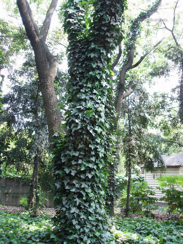 无人,植物园,竖图,室外,白天,正面,旅游,度假,草地,草坪,美景,树林,植物,上海,中国,亚洲,景观,常春藤,爬山虎,草药,娱乐,中药,草,树,树木,绿色,天空,自然,天,享受,休闲,景色,放松,生长,成长,申,自然风光,药材,中草药,爬墙虎,东亚,上海市,中药材,本草,地锦,趴山虎,巴山虎,中华人民共和国,沪,华东地区,彩图,常青藤,shslj1