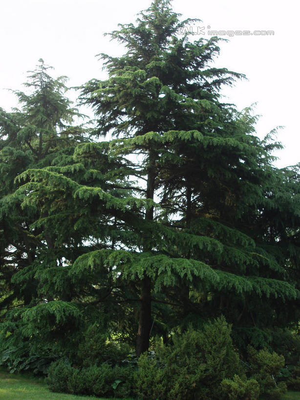 无人,植物园,竖图,室外,白天,仰视,旅游,度假,草地,草坪,美景,树林,植物,松树,上海,中国,亚洲,阴影,光线,影子,景观,娱乐,草,树,树木,蓝色,绿色,蓝天,天空,阳光,自然,天,享受,休闲,景色,放松,生长,晴朗,成长,申,自然风光,坚定,东亚,上海市,万里无云,中华人民共和国,沪,华东地区,长寿,贞洁,晴空,晴空万里,彩图,低角度拍摄,shslj1