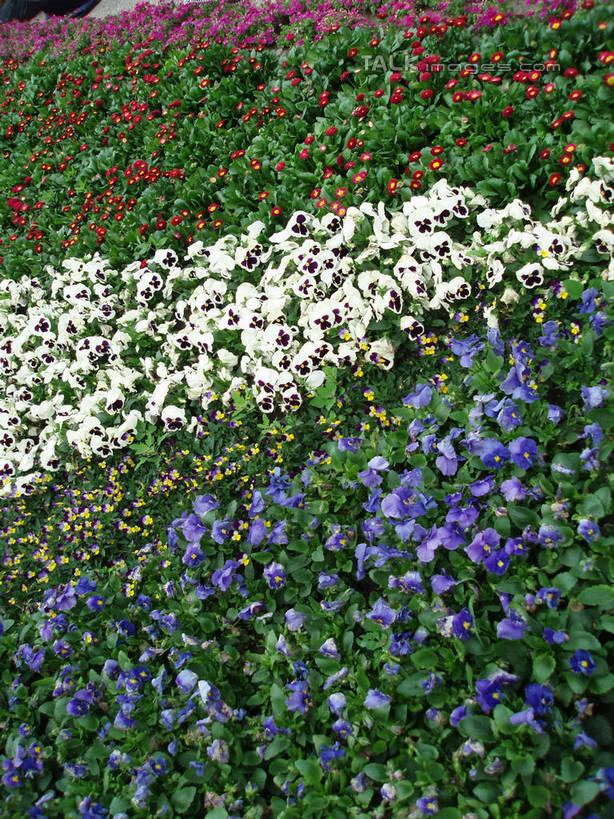 无人,竖图,室外,白天,正面,花海,花圃,美景,植物,叶子,上海,中国,亚洲,阴影,盛开,光线,影子,景观,花蕾,花,花瓣,花朵,花卉,鲜花,粉色,蓝色,绿色,白色,阳光,自然,花丛,花束,花田,花苞,花蕊,景色,上海植物园,龙吴路,申,自然风光,东亚,徐汇区,上海市,中华人民共和国,沪,华东地区,彩图,shslj1