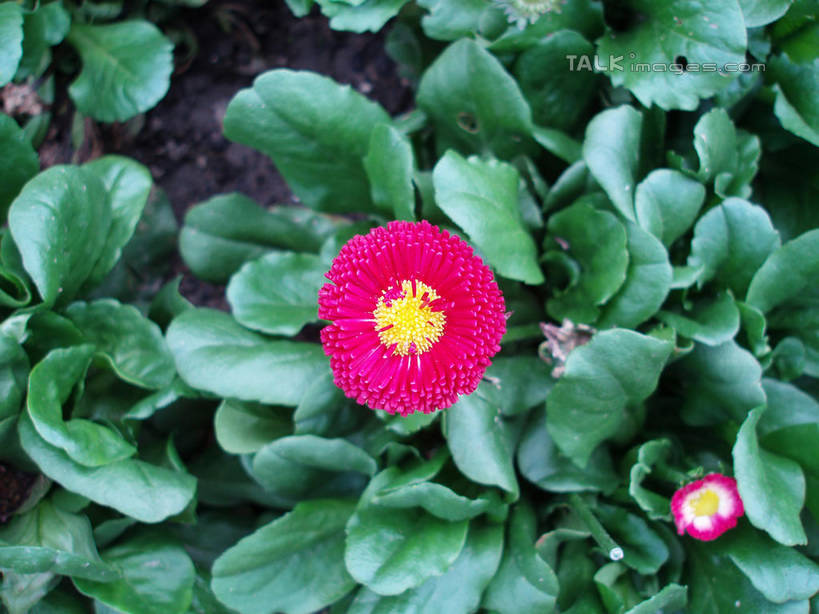 无人,横图,俯视,室外,特写,白天,美景,叶子,上海,中国,亚洲,盛开,景观,绿叶,花蕾,花,花瓣,花朵,鲜花,两朵,自然,花苞,花蕊,嫩叶,景色,上海植物园,龙吴路,申,自然风光,东亚,徐汇区,上海市,中华人民共和国,沪,华东地区,叶,叶片,彩图,高角度拍摄,shslj1