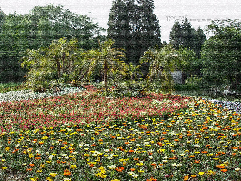 无人,横图,室外,白天,正面,旅游,度假,花海,花圃,美景,植物,棕榈树,叶子,上海,中国,亚洲,盛开,景观,绿叶,花蕾,娱乐,花,花瓣,花朵,花卉,鲜花,树,树木,黄色,绿色,天空,自然,花丛,花束,花田,天,花苞,花蕊,享受,休闲,橙色,嫩叶,景色,放松,上海植物园,龙吴路,生长,成长,申,自然风光,东亚,棕榈叶,徐汇区,上海市,中华人民共和国,沪,华东地区,叶,叶片,棕树,棕榈,彩图,shslj1