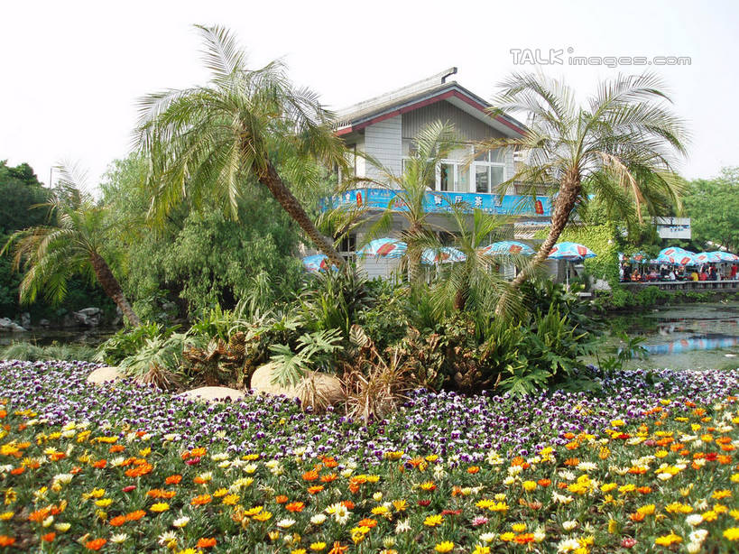 无人,横图,室外,白天,正面,旅游,度假,花海,花圃,美景,植物,棕榈树,叶子,上海,中国,亚洲,盛开,景观,绿叶,花蕾,娱乐,花,花瓣,花朵,花卉,鲜花,树,树木,黄色,绿色,天空,自然,花丛,花束,花田,天,花苞,花蕊,享受,休闲,橙色,嫩叶,景色,放松,上海植物园,龙吴路,生长,成长,申,自然风光,东亚,棕榈叶,徐汇区,上海市,中华人民共和国,沪,华东地区,叶,叶片,棕树,棕榈,彩图,shslj1