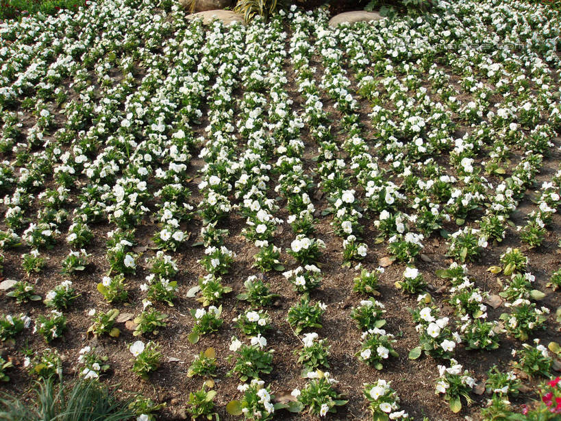 无人,横图,俯视,室外,白天,花海,花圃,美景,植物,叶子,上海,中国,亚洲,阴影,盛开,光线,影子,景观,花蕾,花,花瓣,花朵,花卉,鲜花,绿色,白色,阳光,自然,花丛,花束,花田,花苞,花蕊,景色,上海植物园,龙吴路,申,自然风光,东亚,徐汇区,上海市,中华人民共和国,沪,华东地区,彩图,高角度拍摄,shslj1