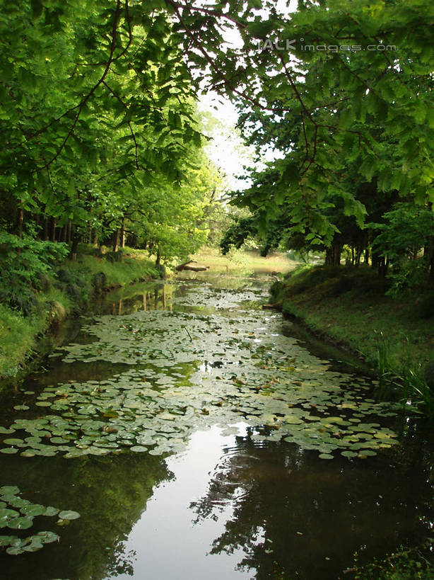 无人,竖图,室外,白天,正面,旅游,度假,河流,美景,水,植物,叶子,上海,中国,亚洲,阴影,光线,影子,河水,景观,水流,荷叶,娱乐,树,树木,绿色,倒影,阳光,自然,享受,休闲,景色,放松,上海植物园,龙吴路,生长,成长,申,倒映,自然风光,东亚,徐汇区,上海市,中华人民共和国,沪,华东地区,莲叶,反照,叶,叶片,彩图,shslj1