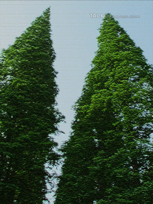 无人,竖图,室外,白天,仰视,旅游,度假,美景,植物,上海,中国,亚洲,阴影,光线,影子,景观,娱乐,树,树木,蓝色,绿色,蓝天,天空,阳光,自然,天,享受,休闲,景色,放松,上海植物园,龙吴路,生长,晴朗,成长,申,自然风光,东亚,徐汇区,上海市,万里无云,中华人民共和国,沪,华东地区,晴空,晴空万里,彩图,低角度拍摄,shslj1