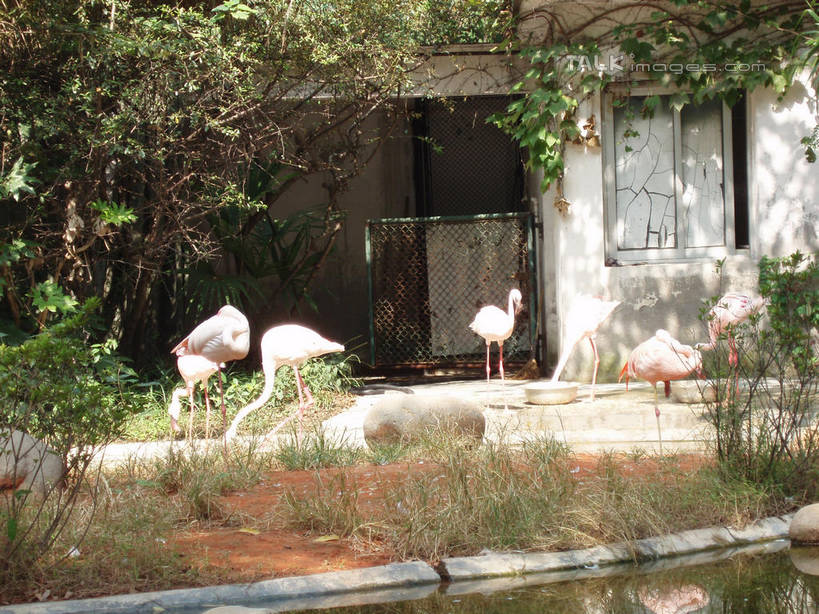 无人,动物园,站,横图,室外,白天,正面,旅游,度假,草地,草坪,石头,美景,植物,鸟,上海,中国,亚洲,三只,阴影,光线,鹤,鸟类,石子,影子,景观,注视,娱乐,草,树,树木,绿色,阳光,自然,观察,看,站着,享受,休闲,景色,放松,上海动物园,生长,成长,观看,申,察看,关注,自然风光,东亚,长宁区,上海市,中华人民共和国,沪,华东地区,虹桥路,石块,岩石,站立,彩图,全身,shslj1